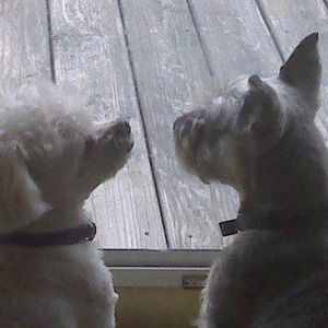 Meet your Posher, Debbie